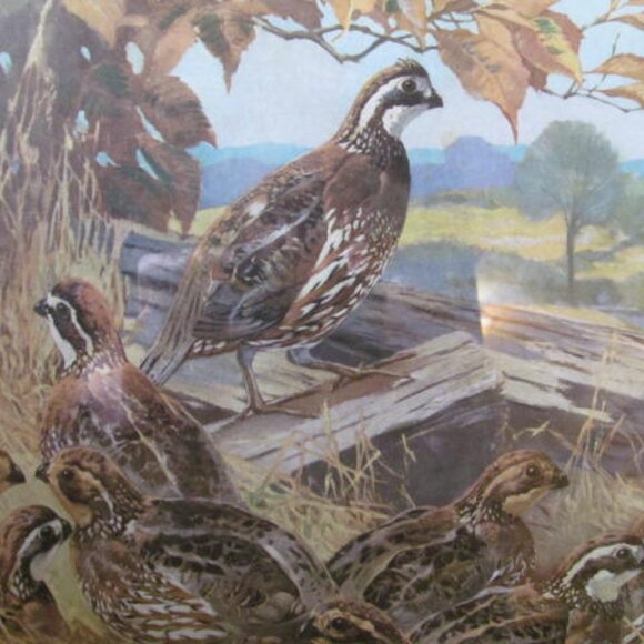 BOBWHITEQUAIL PICTURE THAT MATCHES UP WITH THE MOUNTAIN QUAIL CALIFORNIA